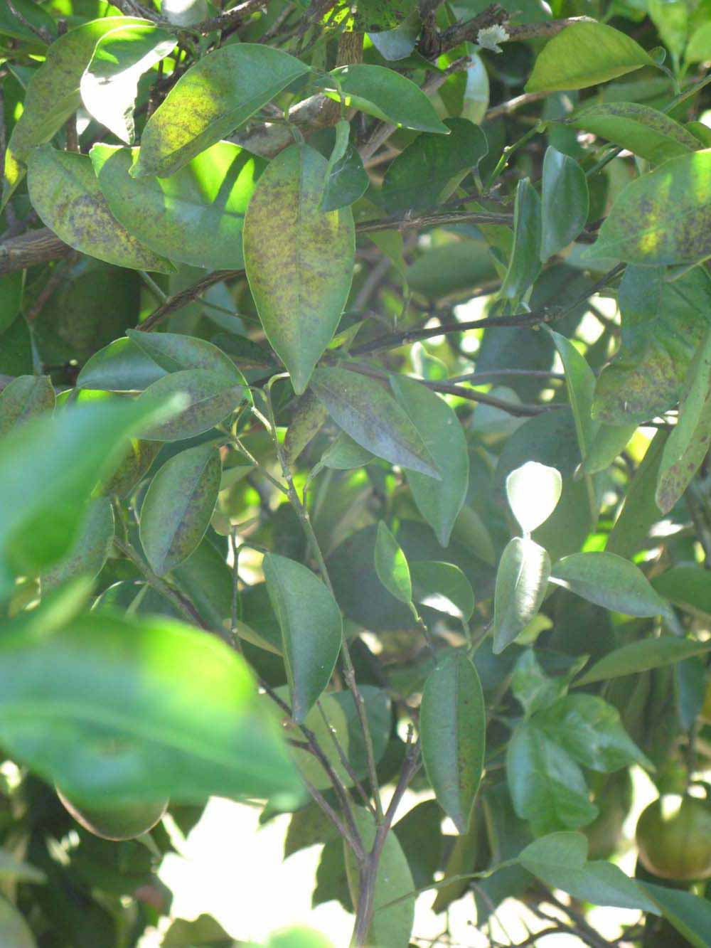              Shade leaves (Winter Haven, FL)       